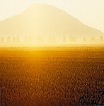 campo di frumento maturo