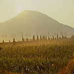 vigneto-Colli Euganei