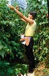 raccolta di lamponi-1990?