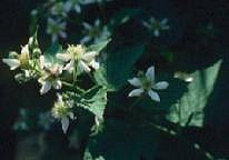 fioritura di lampone