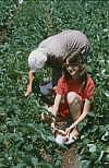 raccolta di fragole-1990?