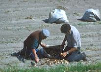 raccolta di cipolle-1985?