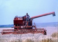mietitura del grano