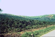 Africa-Borundi-piantagione di caff-1978