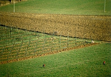 campi coltivati-autunno