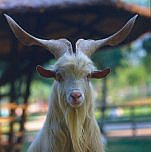 capra
