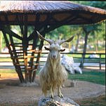 capra