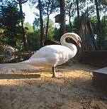 cigno bianco