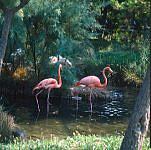 2 fenicotteri rosa