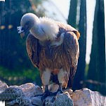 aquila sulle rocce