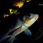 pesce