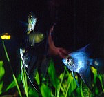 pesce