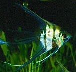 pesce