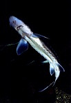 pesce