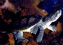 tartaruga