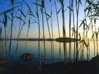 Paesaggio: canne, lago, profilo terra, notturno