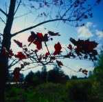Paesaggio: foglie in controluce