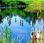 Paesaggio: erbe acquatiche, lago, prati