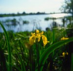 Fiore giallo, lago, profilo bosco