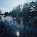 Paesaggio: riflesso; piante acquatiche, acqua, profilo alberi