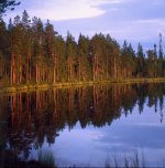 Paesaggio: bosco e riflesso bosco sul lago