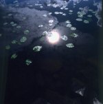 Paesaggio: sole riflesso sull'acqua, erbe acquatiche
