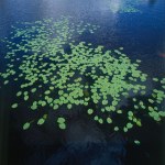 Paesaggio: lago, foglie di loto