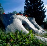 Cose: tronco d'albero, fiorellini rossi